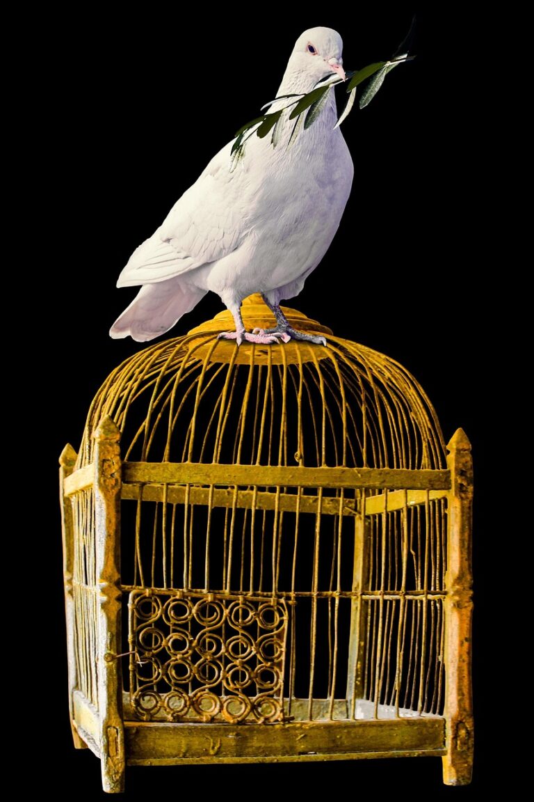 bird, dove, nature, cage, symbol, peace, olive branch, dove of peace, freedom, animal